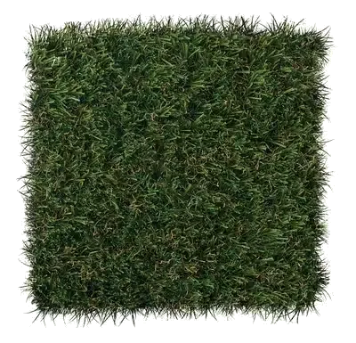 Select LX turf
