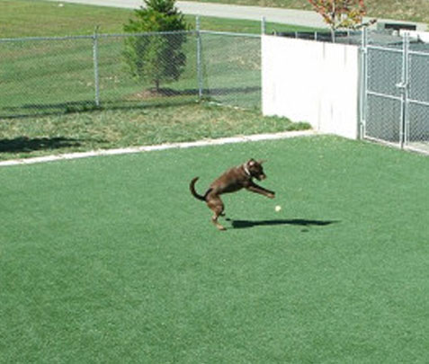 Pet Palace - k9grass pet palace 1