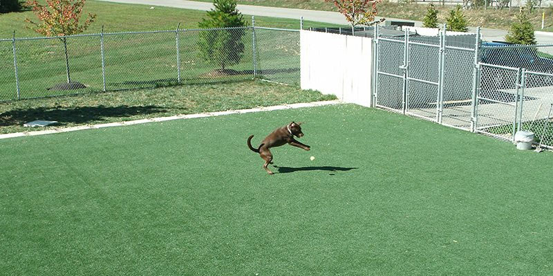 Pet Palace - k9grass pet palace 2