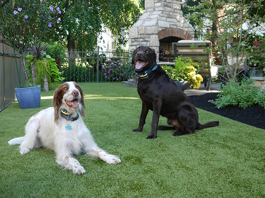 Puppy's Dream Space - peyton park residential