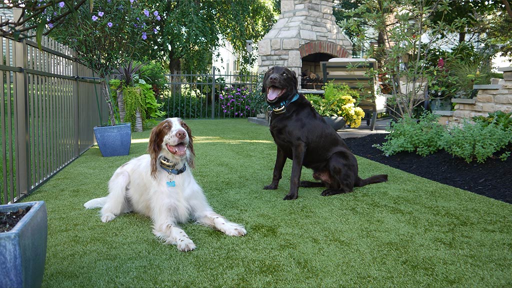 Puppy's Dream Space - puppy dream space 1